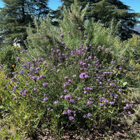 Verbena lilacina 'De la Mina', De La Mina Verbena mature with Artemisia californica