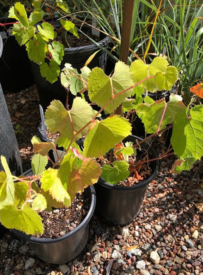 wild grape succulent Vitis californica, California wild grape