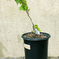 Vitis californica, California wild grape 1 gallon