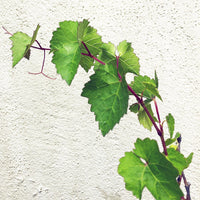 Vitis californica, California wild grape leaves