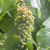 Vitis californica, California wild grapes