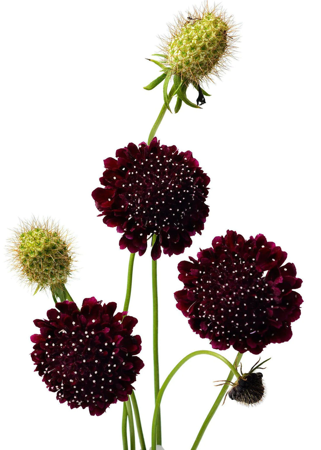 Black Knight Scabiosa Seeds