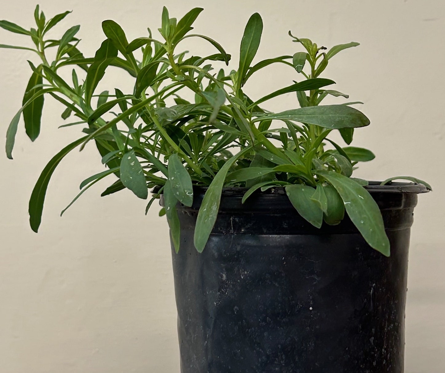 heliotrope house plant Heliotropium curassavicum, Seaside Heliotrope