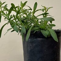 Heliotropium curassavicum, Seaside Heliotrope