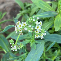 Heliotropium curassavicum, Seaside Heliotrope flowering