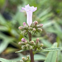 Eriodictyon californicum, California Yerba Santa