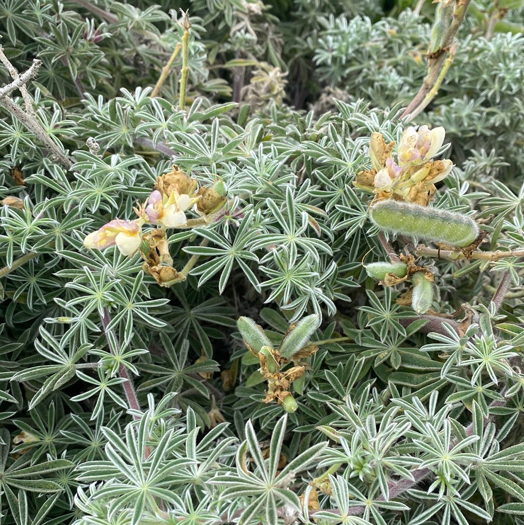 Lupinus arboreus, Coastal Bush Lupine