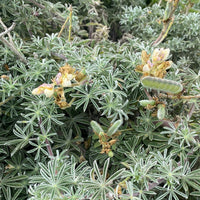 Lupinus arboreus, Coastal Bush Lupine