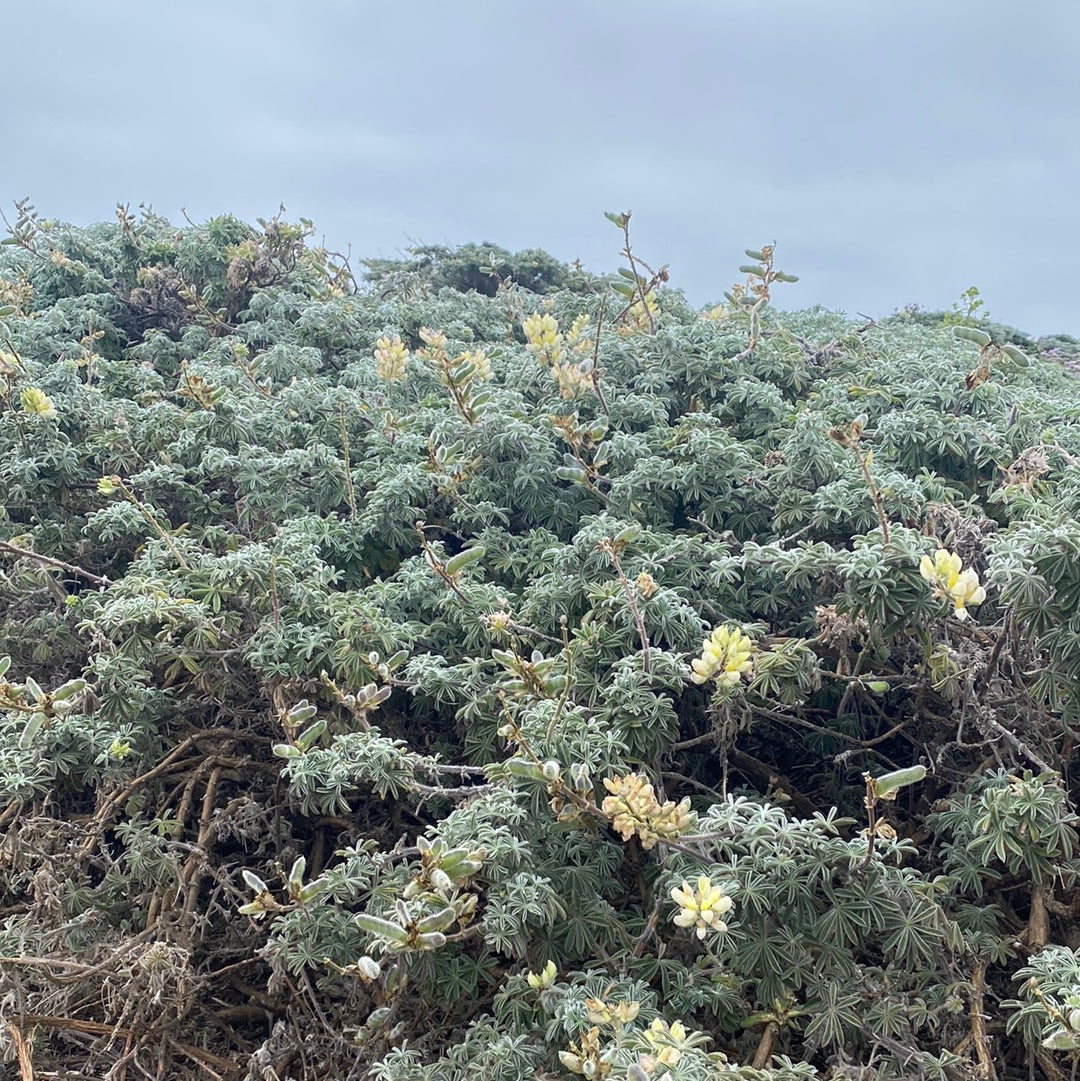 Lupinus arboreus, Coastal Bush Lupine
