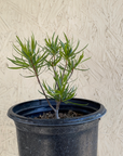 Chilopsis linearis 'Burgundy', Desert Willow