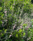Phlomis purpurea, Purple Jerusalem Sage