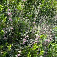 Phlomis purpurea, Purple Jerusalem Sage