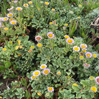 Erigeron glaucus