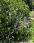 Phlomis purpurea, Purple Jerusalem Sage