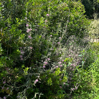 Phlomis purpurea, Purple Jerusalem Sage