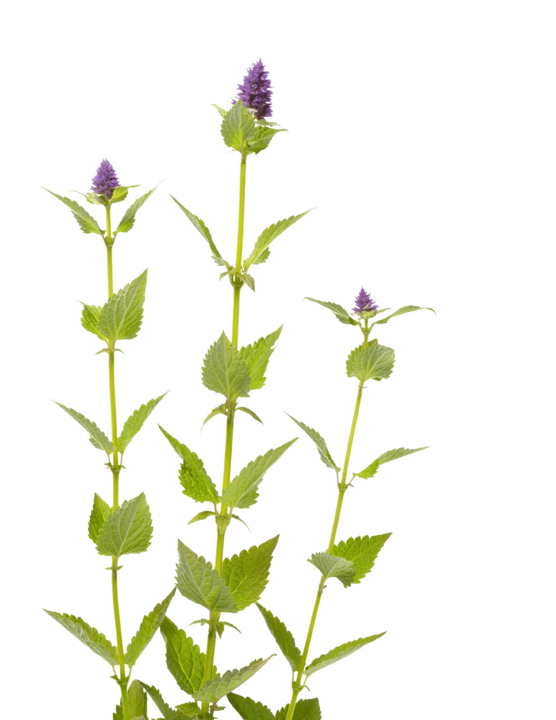 Organic Anise Hyssop - Agastache foeniculum seeds