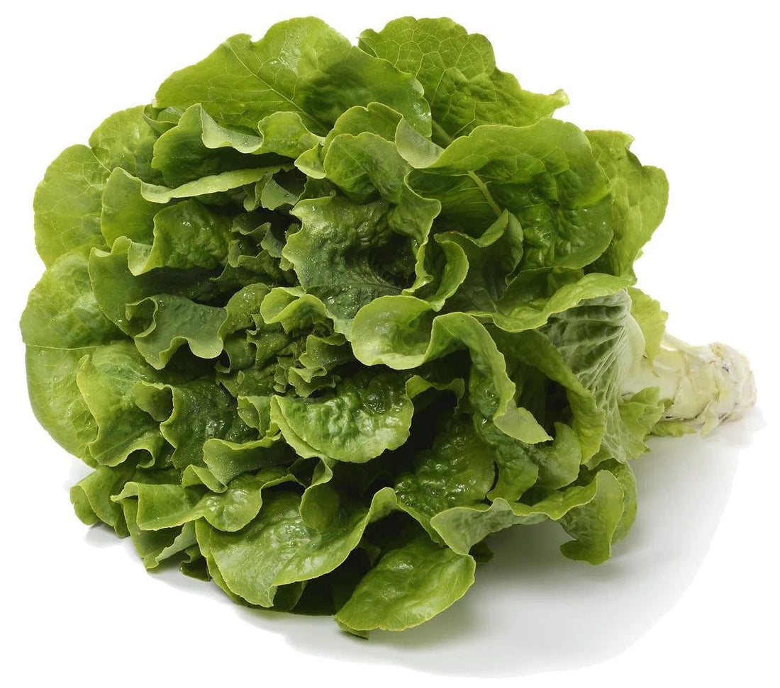 Organic Buttercrunch Lettuce - Lactuca sativa Seed