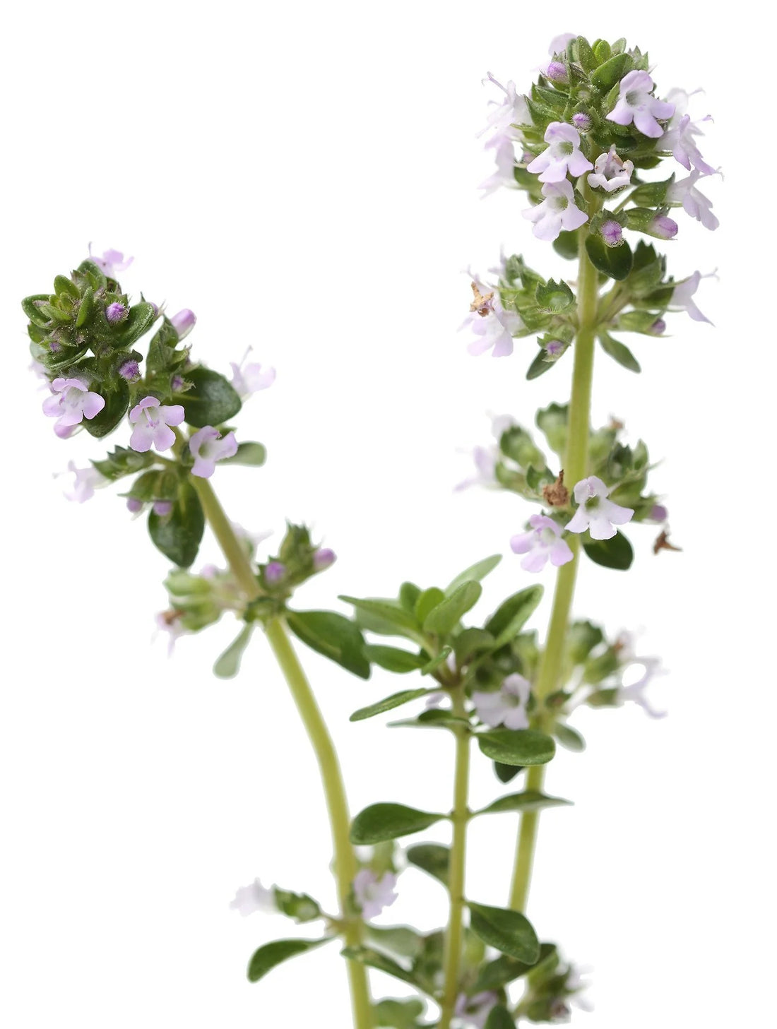 Organic English Thyme  - Thymus vulgaris Seeds