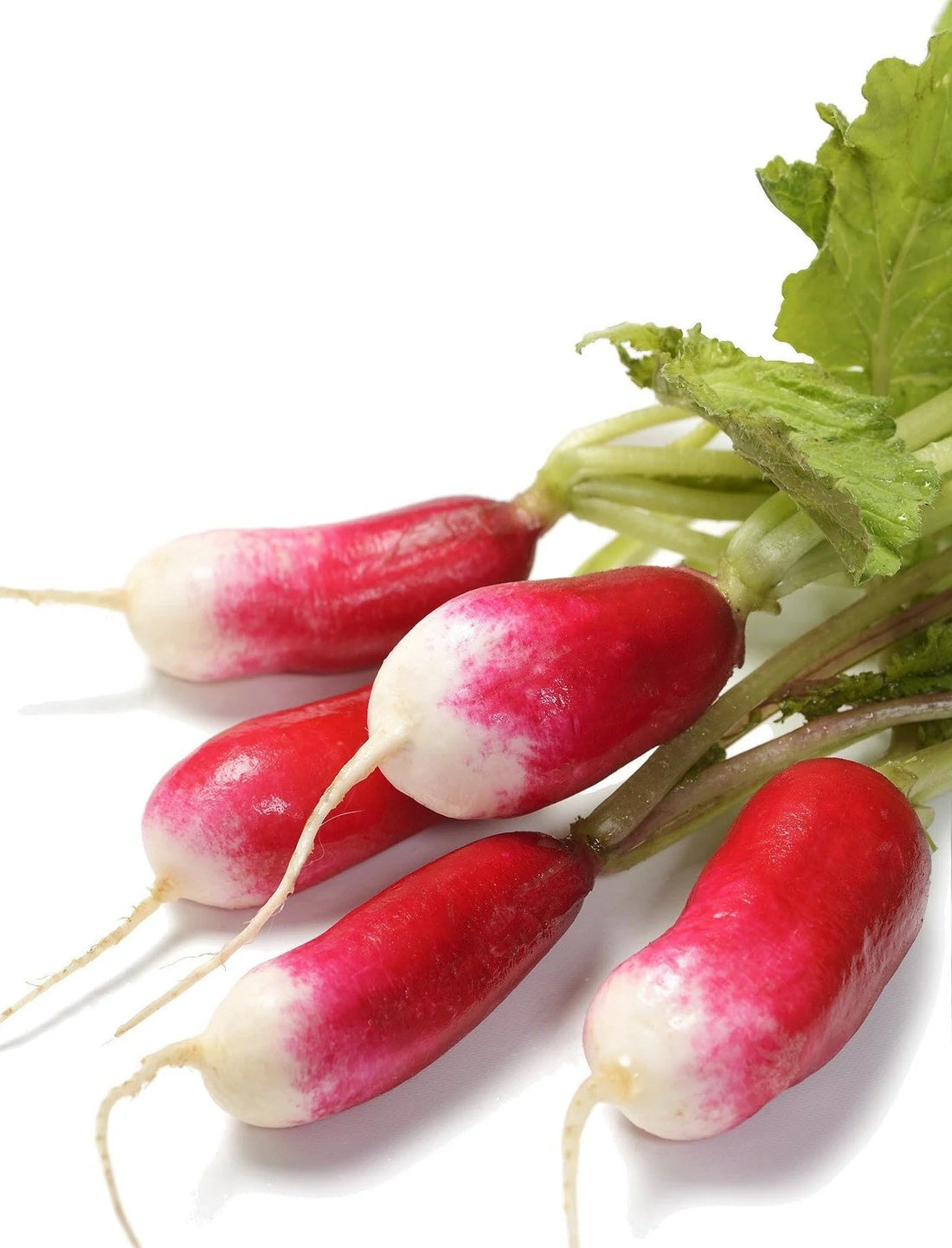 Organic French Breakfast Radish - Raphamus sativus Seeds