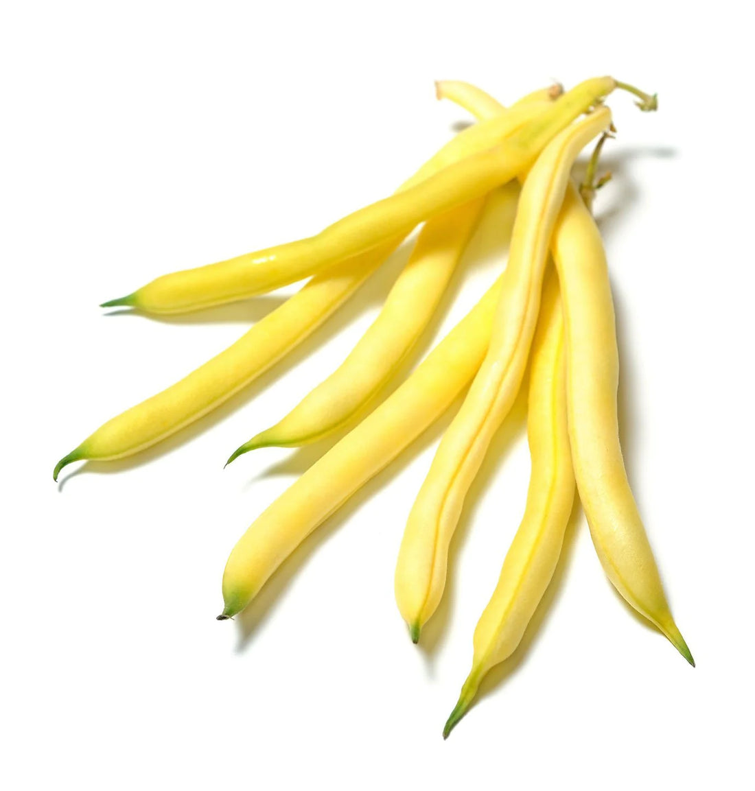 Organic Golden Wax Bean - Phaseolus vulgaris Seeds