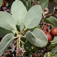 Arctostaphylos glauca (bigberry manzanita)