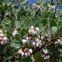 Arctostaphylos glauca (bigberry manzanita)