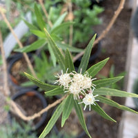 Baccharis salicifolia (Mulefat)