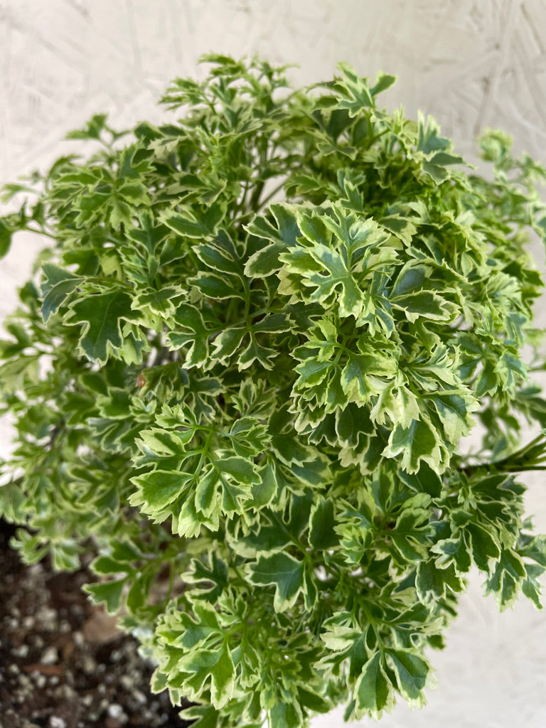 Aralia Ming Gold Mini Bonsai