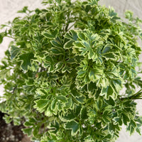 Aralia Ming Gold Mini Bonsai