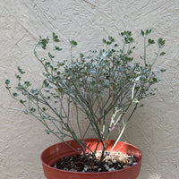 Acmispon argophyllus var. argenteus, Channel Islands Silver Lotus