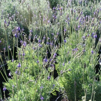 Lavandula multifida 'Kinneloa'