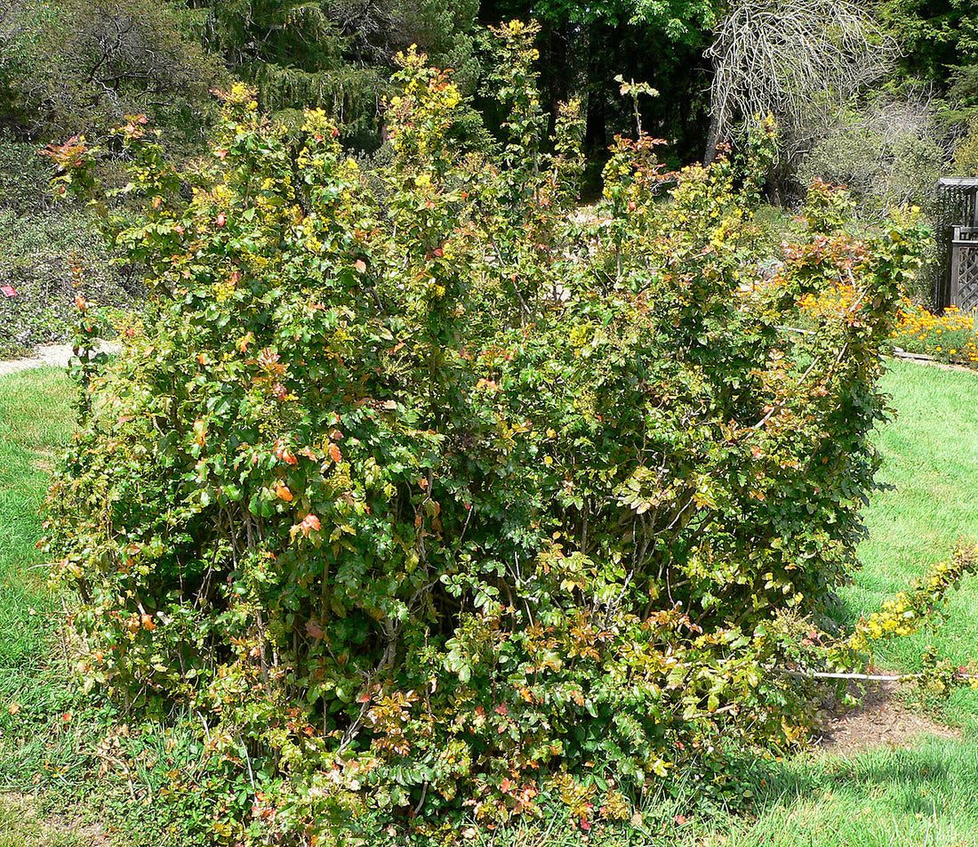 Berberis pinnata ssp. insularis