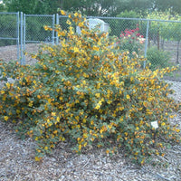 Fremontodendron 'Ken Taylor'