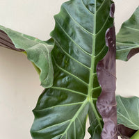 Alocasia Mayan Mask (elephant ear)