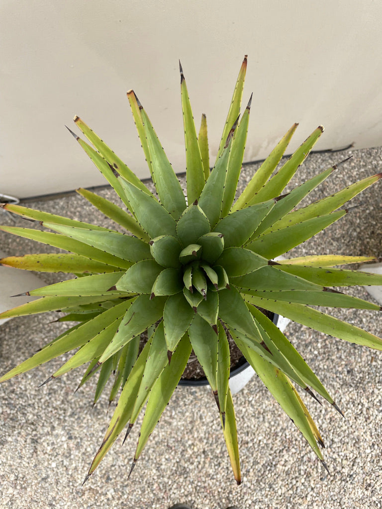 Agave tequilana (tequila agave) – Plant Material