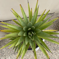 Agave tequilana (tequila agave)