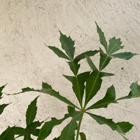 Cussonia spicata (cabbage tree)