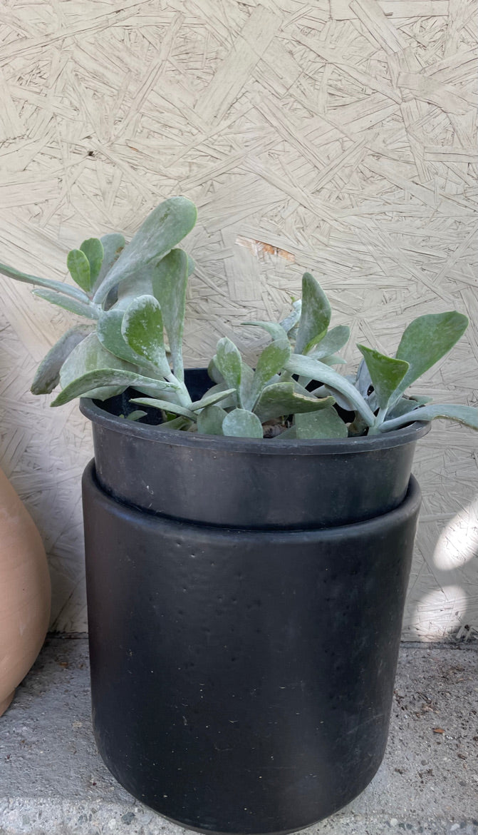 dollar succulent plant Cotyledon orbiculata 'Silver Dollar'