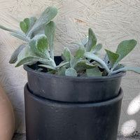 Cotyledon orbiculata 'Silver Dollar'