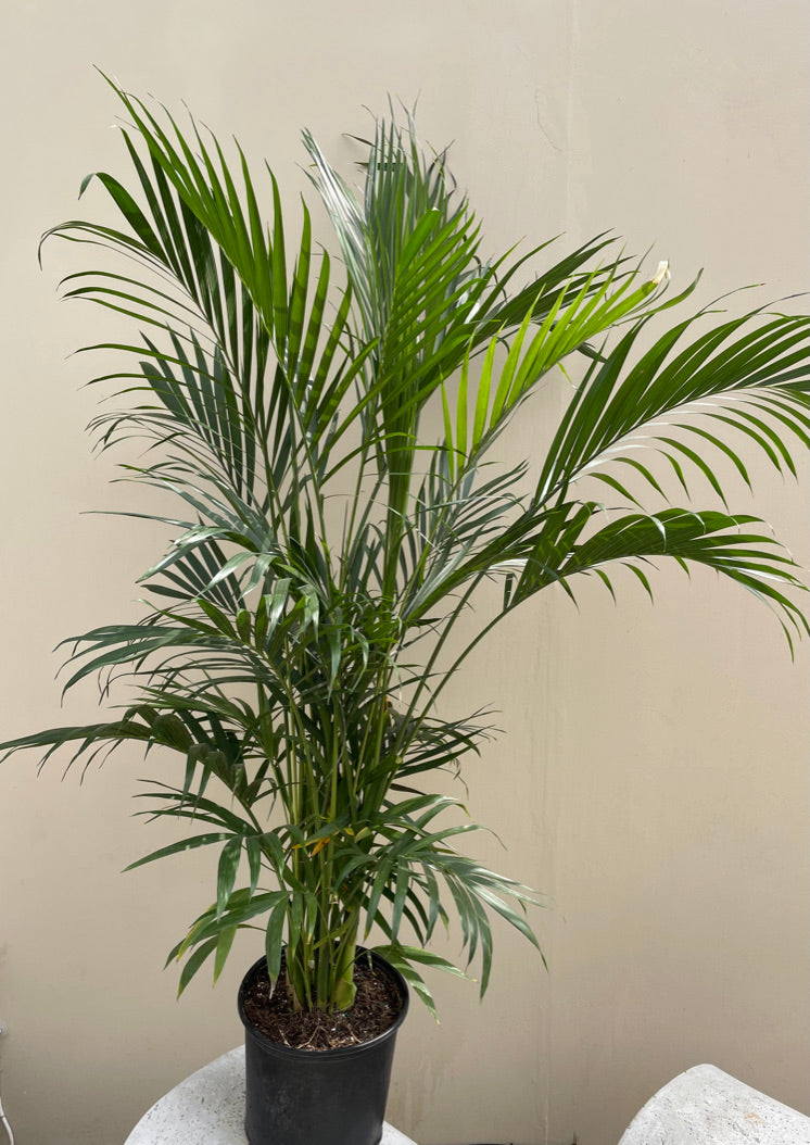 cat palm height Chamaedorea cataracterum, Cat Palm