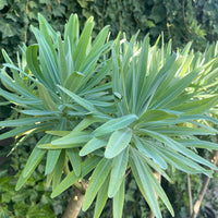 Euphorbia lambii