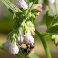 Organic Comfrey