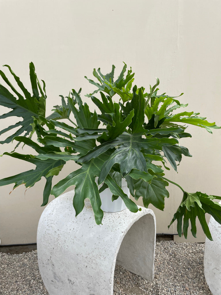 philodendron eichleri Large - Philodendron