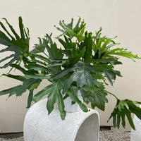 Philodendron Lickety Split