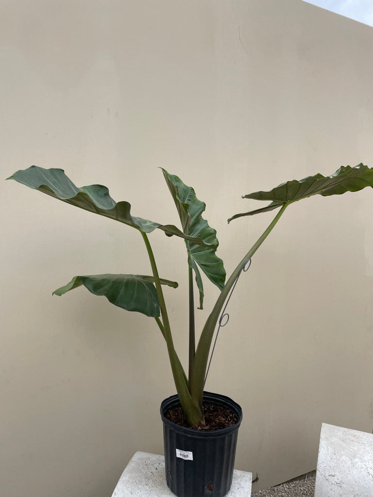 Alocasia Kuching