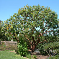 Arbutus menziesii (Madrone)