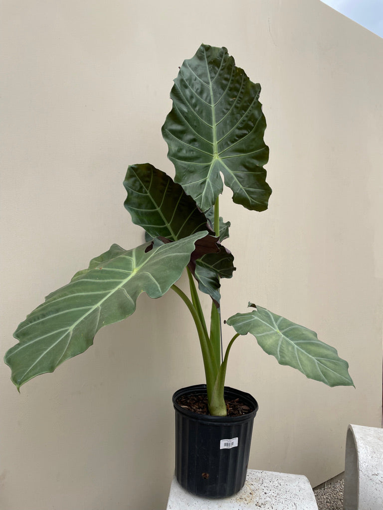 african mask elephant ear plant Alocasia Mayan Mask (elephant ear)