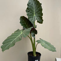 Alocasia Mayan Mask (elephant ear)