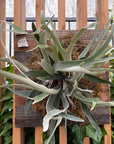 Platycerium veitchii Silver mounted (staghorn fern)