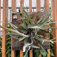 Platycerium veitchii Silver mounted (staghorn fern)